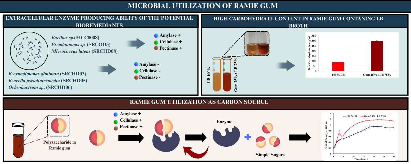 Microbial Utilization of Ramie Gum: A Potential Avenue for Biotechnological Applications