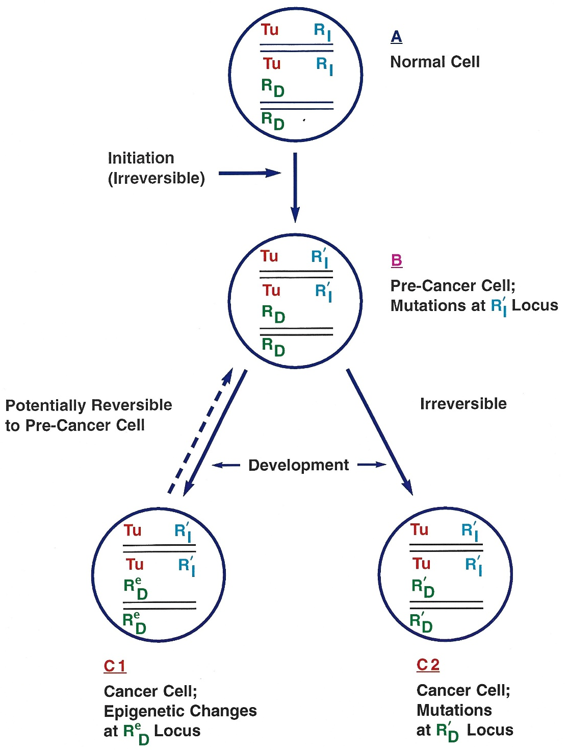 Figure 1 A simplified two-phase genetic-epigenetic model of carcinogenesis. Diagram showing a normal cell (A) with two pairs of chromosomes (other pairs of chromosomes in the complement are not shown), carrying the tumor suppressor genes (TS-genes), which suppress initiation (TSI) and development (TSD) of the tumor (Tu) gene in a neoplasm. Initiation of carcinogenesis (B) involves genetic changes (mutational events) in the TSI elements (represented by TS’I), which are irreversible. The initiated pre-cancer cells may undergo differential growth, genetic or epigenetic changes, to give rise to cancer (malignant growth) in one of the two different pathways involving changes in the TSD loci, and this mode of behavior may, in part, be intrinsically determined by the cell type. When TSD genes undergo epigenetic changes (C 1; represented by TSeD), then the developmental phase is potentially reversible. On the other hand, when TSD genes undergo mutational changes (C 2; represented by TS’D), the developmental phase becomes irreversible.